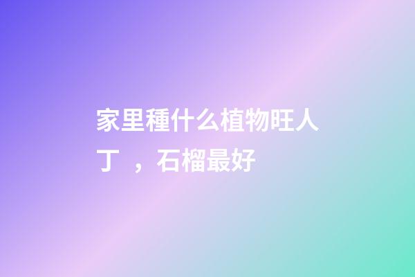 家里種什么植物旺人丁，石榴最好